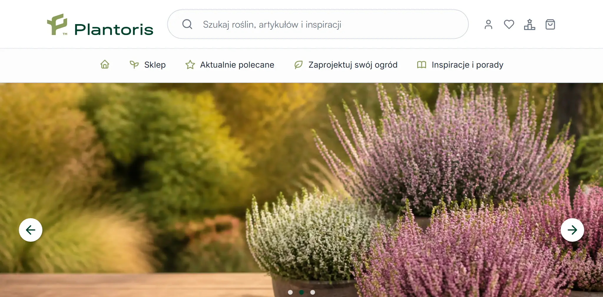 Plantoris
